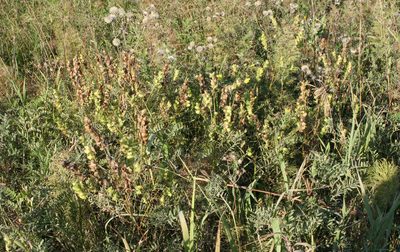 Rhinanthus major, photographed by Oleg Kosterin