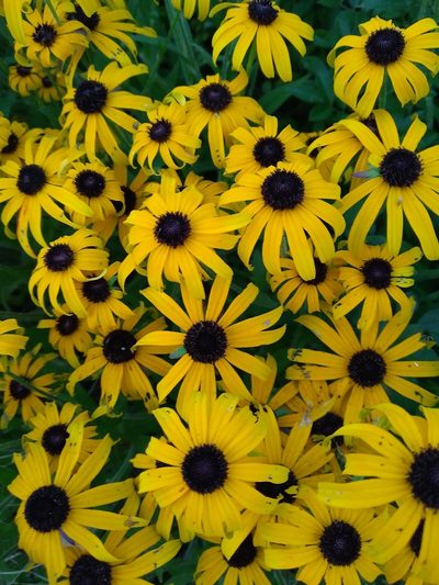Rudbeckia fulgida, photographed by Sean Rigney