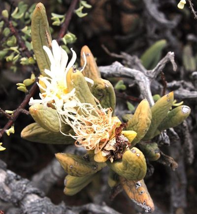 Astridia longifolia, photographed by Tony Rebelo