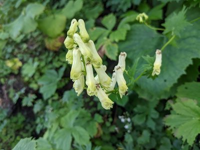 Aconitum lycoctonum, photographed by Attila Oláh