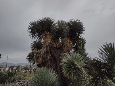 Yucca filifera, photographed by Comisión Estatal de Biodiversidad del Estado de Hidalgo
