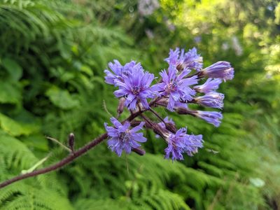 Cicerbita alpina, photographed by Attila Oláh