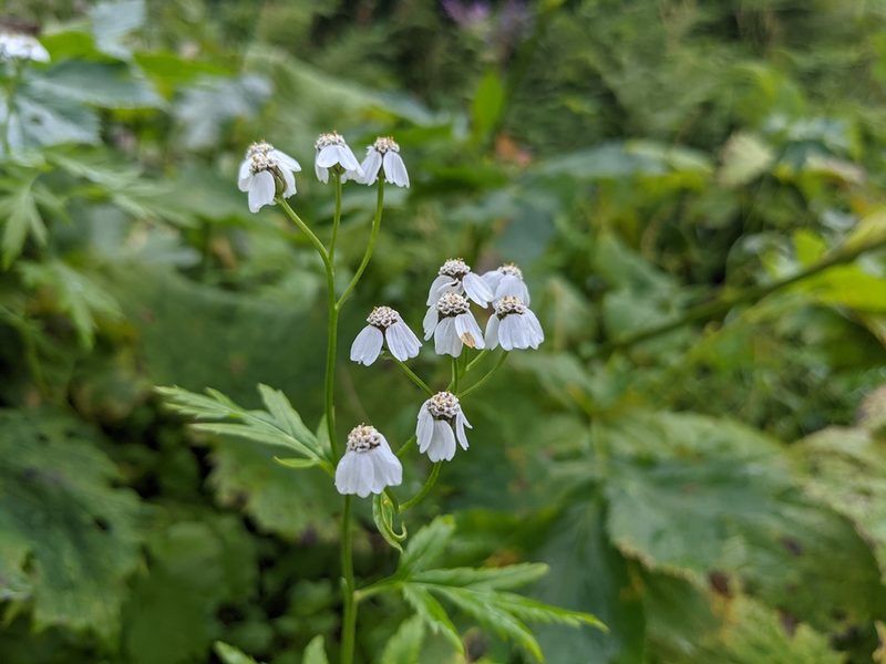 Aspilia platyphylla, photographed by Attila Oláh