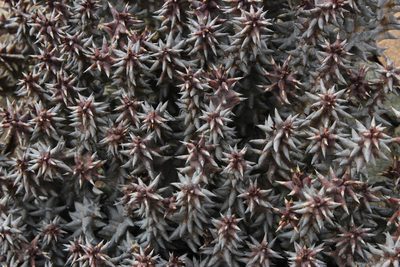 Quaqua mammillaris, photographed by Tony Rebelo