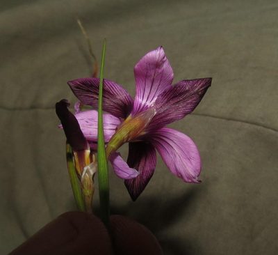 Romulea fibrosa, photographed by Brian du Preez