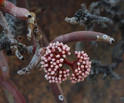 Crassula macowaniana, photographed by Tony Rebelo