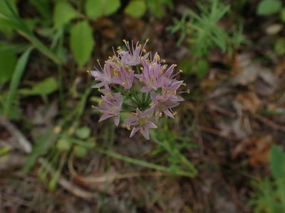 Allium stellatum, photographed by Mary Krieger