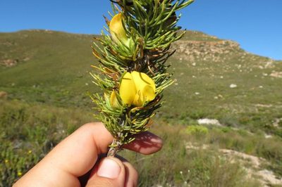Aspalathus acanthes, photographed by Brian du Preez