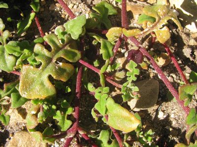 Cleretum pinnatifidum, photographed by douglaseustonbrown