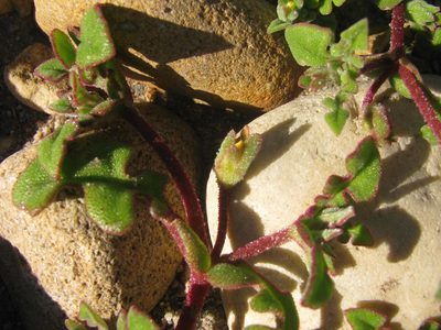 Cleretum pinnatifidum, photographed by douglaseustonbrown