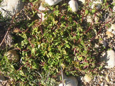 Cleretum pinnatifidum, photographed by douglaseustonbrown