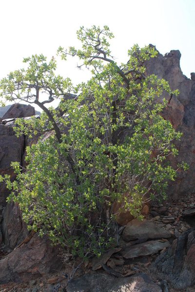 Ozoroa concolor, photographed by Tony Rebelo
