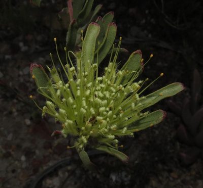 Leucospermum saxatile, photographed by Brian du Preez