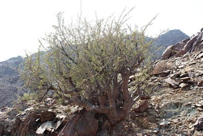 Commiphora namaensis, photographed by Tony Rebelo