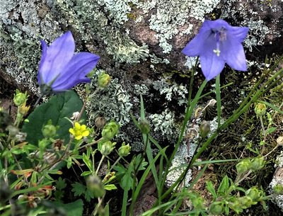 Campanula intercedens, photographed by Shirley Zundell