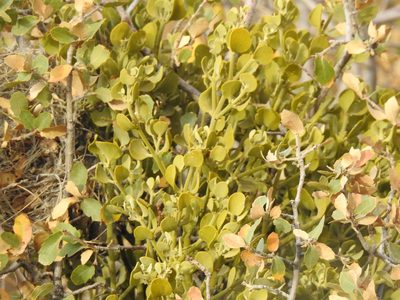 Phoradendron coryae, photographed by CK2AZ
