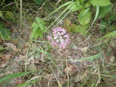 Allium stellatum, photographed by Mary Krieger