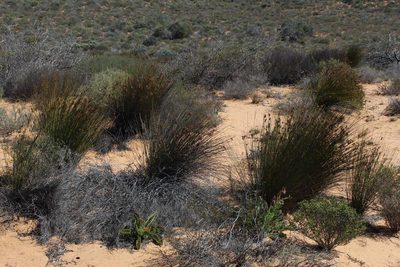 Thamnochortus bachmannii, photographed by Tony Rebelo