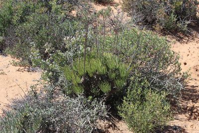 Tylecodon wallichii, photographed by Tony Rebelo