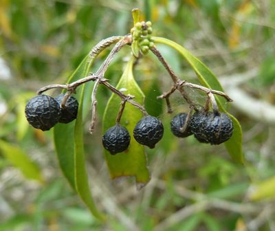 Coptosperma supra-axillare, photographed by M Kriek