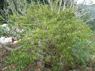 Coptosperma supra-axillare, photographed by M Kriek