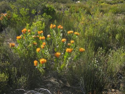 Leucospermum erubescens, photographed by Di Turner