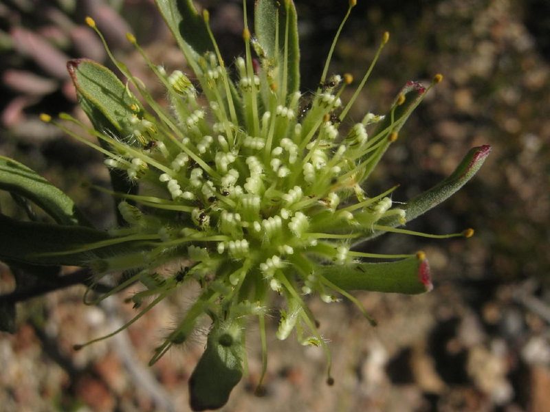 Leucospermum saxatile, photographed by Di Turner
