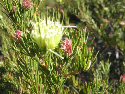 Leucospermum saxatile, photographed by Di Turner