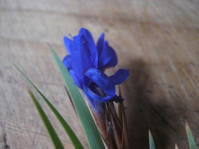 Nivenia argentea, photographed by Di Turner