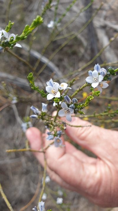 Cyanothamnus coerulescens, photographed by Rosalie Lawrence