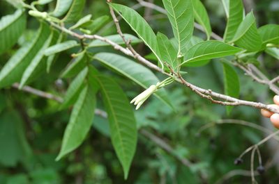 Annona reticulata, photographed by Neptalí Ramírez Marcial