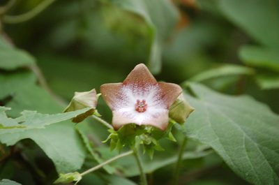 Polystemma guatemalense, photographed by Neptalí Ramírez Marcial