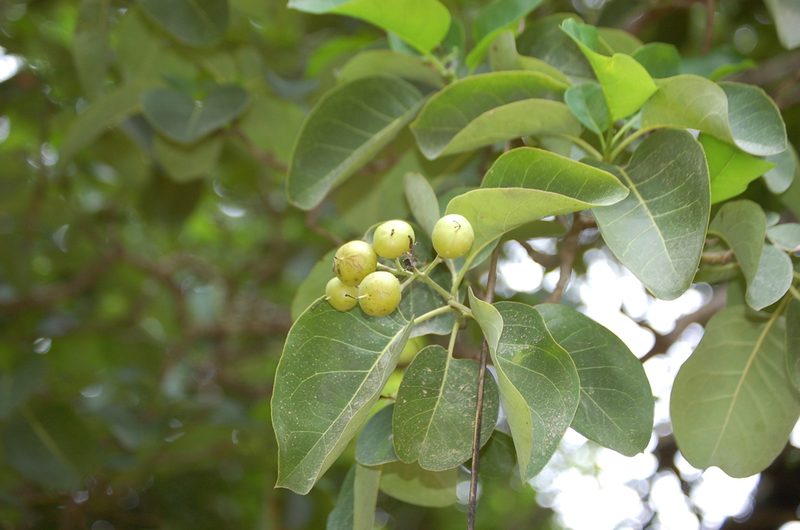 Bourreria huanita, photographed by Neptalí Ramírez Marcial