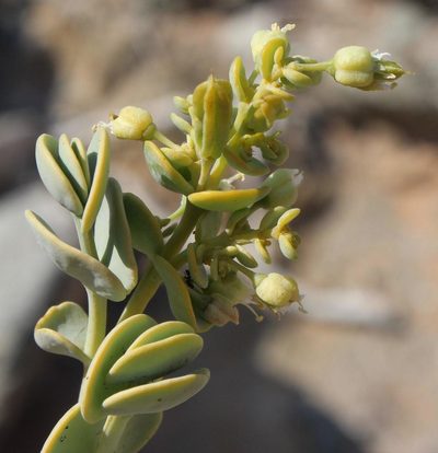 Zygophyllum prismatocarpum, photographed by Tony Rebelo
