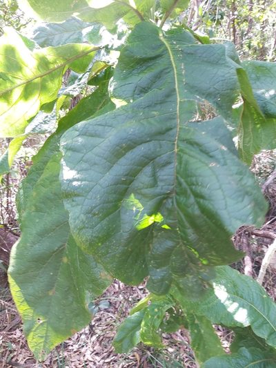 Deplanchea tetraphylla, photographed by Tim