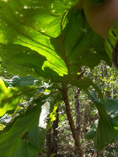 Deplanchea tetraphylla, photographed by Tim