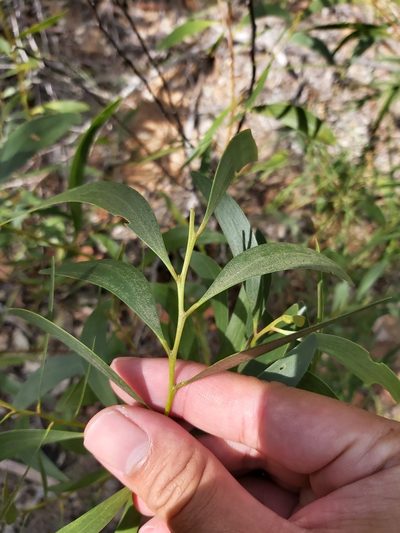 Acacia calyculata, photographed by Tim