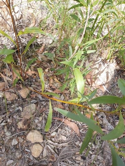 Acacia calyculata, photographed by Tim