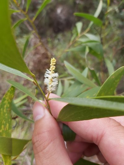Acacia calyculata, photographed by Tim