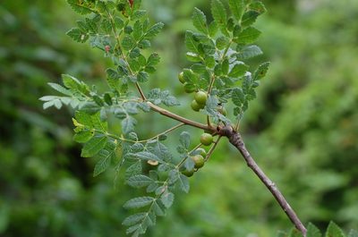 Bursera bipinnata, photographed by Neptalí Ramírez Marcial