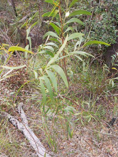 Acacia calyculata, photographed by Tim