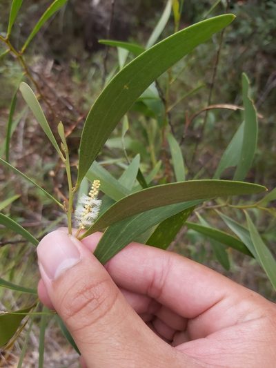 Acacia calyculata, photographed by Tim