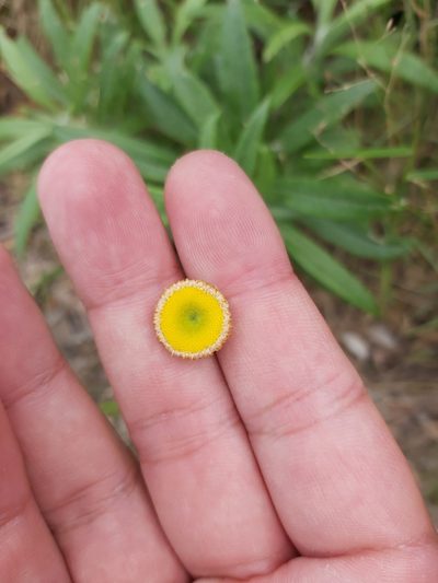 Coronidium rupicola, photographed by Tim