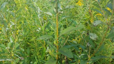 Salix humilis, photographed by Ryan Sorrells