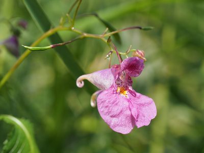 Impatiens textorii, photographed by ITÔ, Hiroki