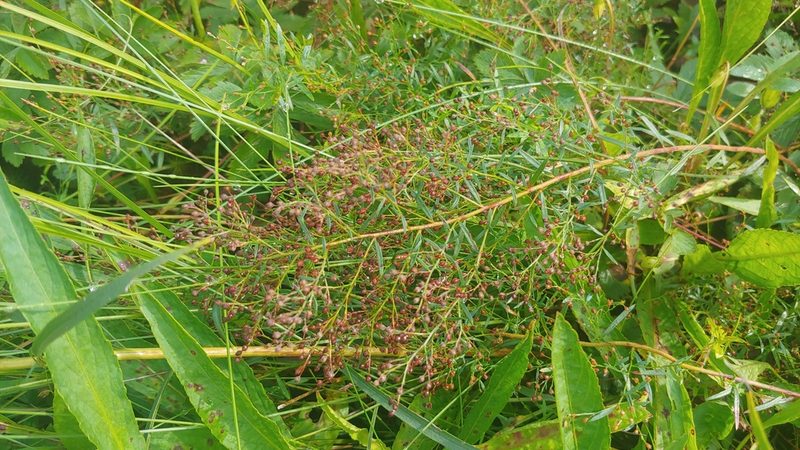 Lechea mucronata, photographed by Ryan Sorrells