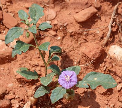 Quincula lobata, photographed by Catherine C. Galley