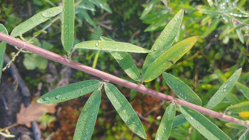 Desmodium sessilifolium, photographed by Ryan Sorrells