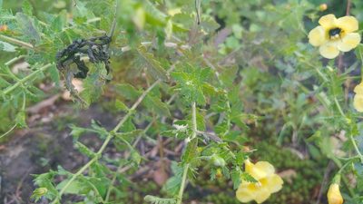 Aureolaria pedicularia, photographed by Ryan Sorrells