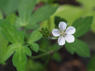 Geranium thunbergii, photographed by ITÔ, Hiroki